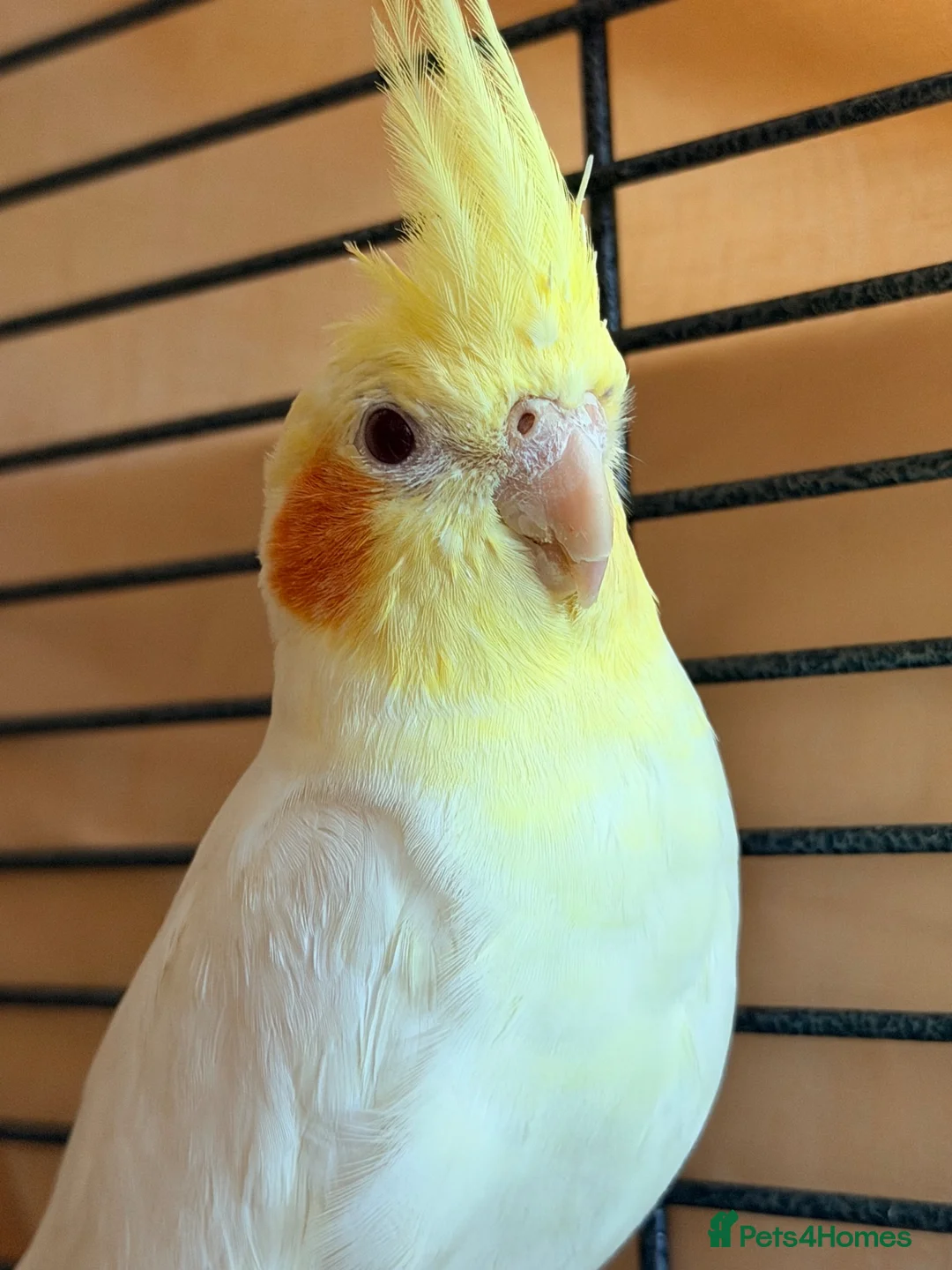 Cockatiels birds for sale: Cockatiel with full setup – loving home  in London - Advert 1