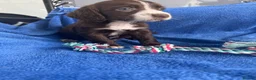Sprocker dogs for sale: 5 chocolate Sprockers  - Advert 22