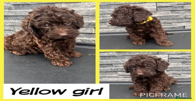 Cockapoo dogs - Advert 1
