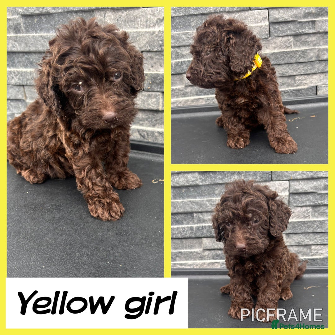 Cockapoo dogs for sale: 🩵💗OUTSTANDING F1 COCKAPOOS💓🩵 - Image 2