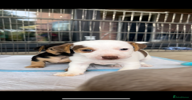 Jack Russell dogs - Advert 10