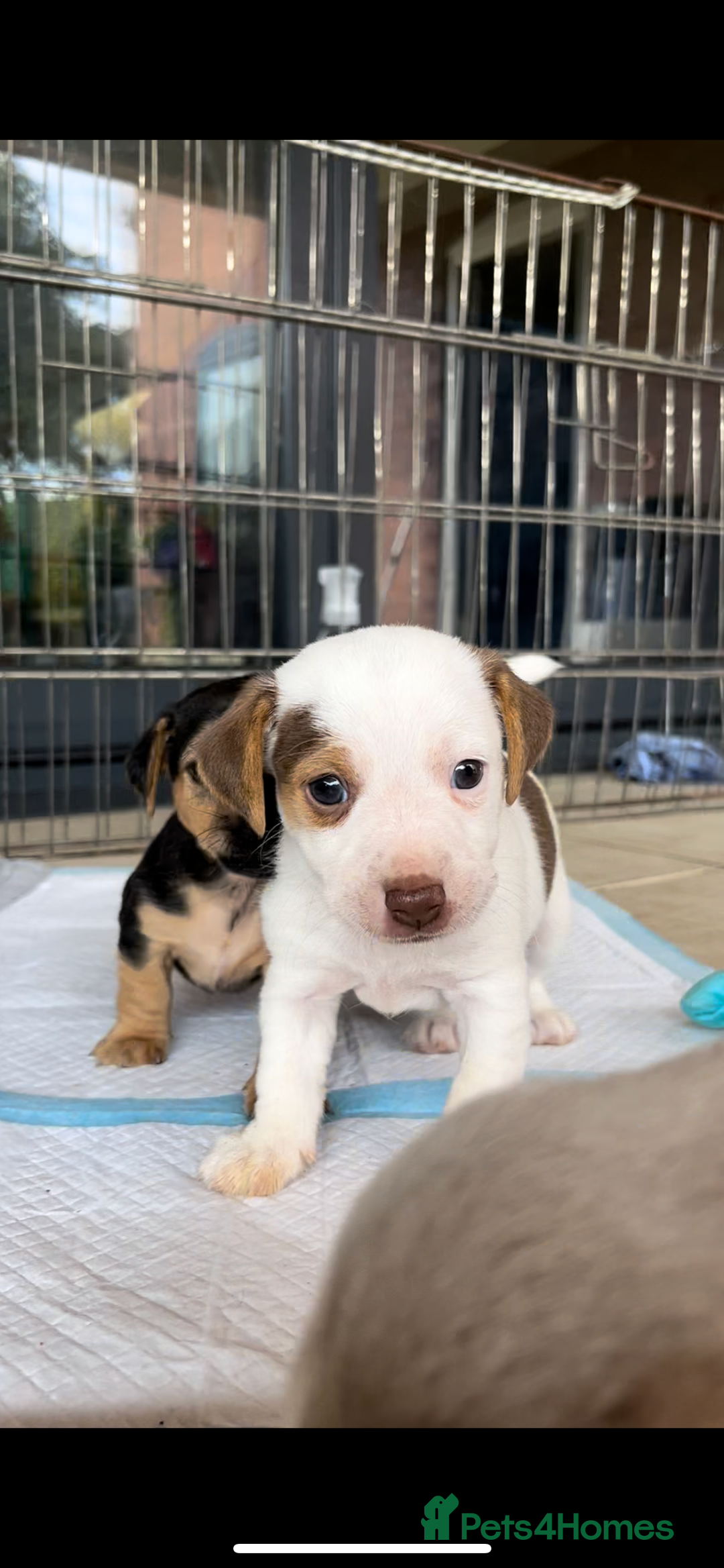 Jack Russell dogs for sale: Miniature Jack Russel puppies  - Image 2
