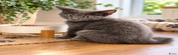 Mixed Breed cats for sale: Gorgeous Blue-Grey Maine Coon X Russian Blue - Advert 2
