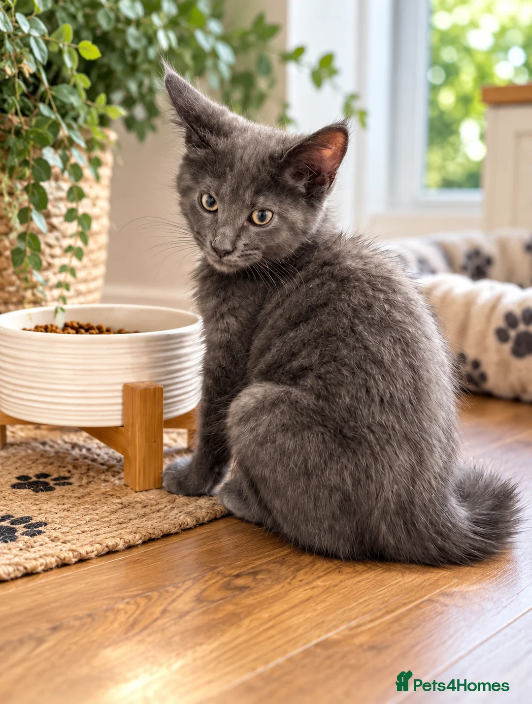 Mixed Breed cats for sale: Gorgeous Blue-Grey Maine Coon X Russian Blue - Advert 2