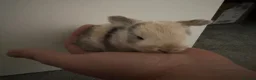 Mini Lop rabbits for sale: MINI LOPS READY TO RESERVE  - Advert 7
