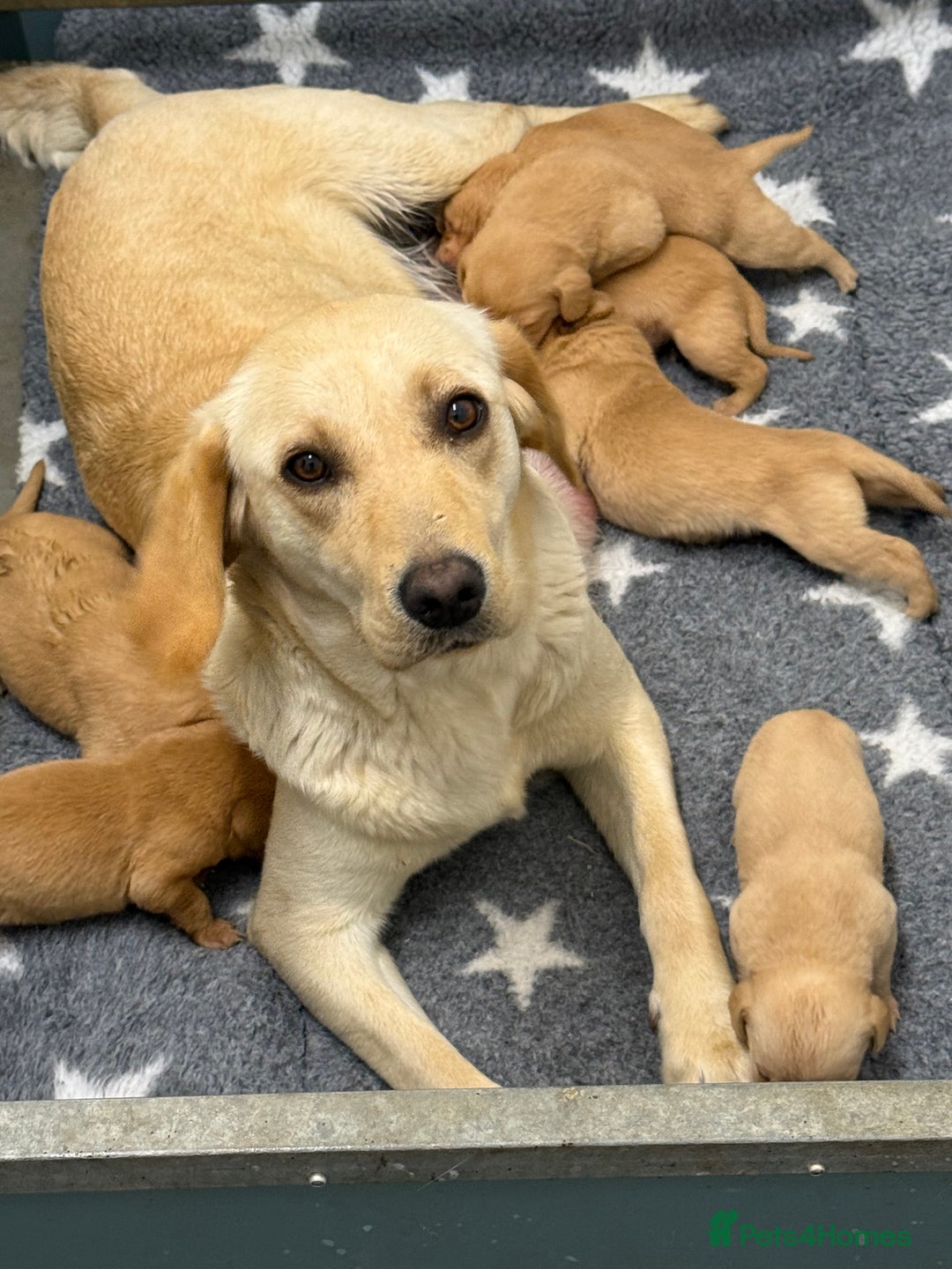 Labrador Retriever dogs for sale: Cracking Female Labrador - Advert 8