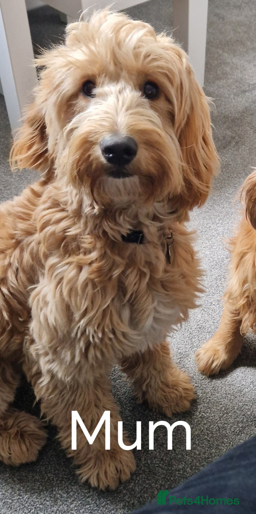 Cockapoo dogs for sale: 8 Beautiful Cockapoos puppies - Advert 7
