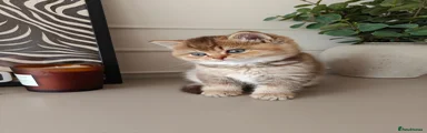 British Shorthair Kitten 4