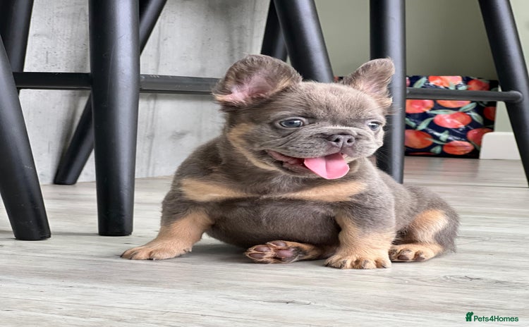 French Bulldog dogs - Advert 1