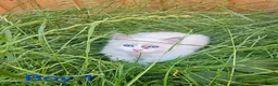 Ragdoll cats for sale: 6 Ragdoll kittens READY NOW  in Nottingham - Advert 3