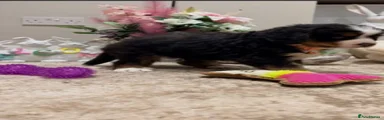 Bernese Mountain Dog Puppy 5