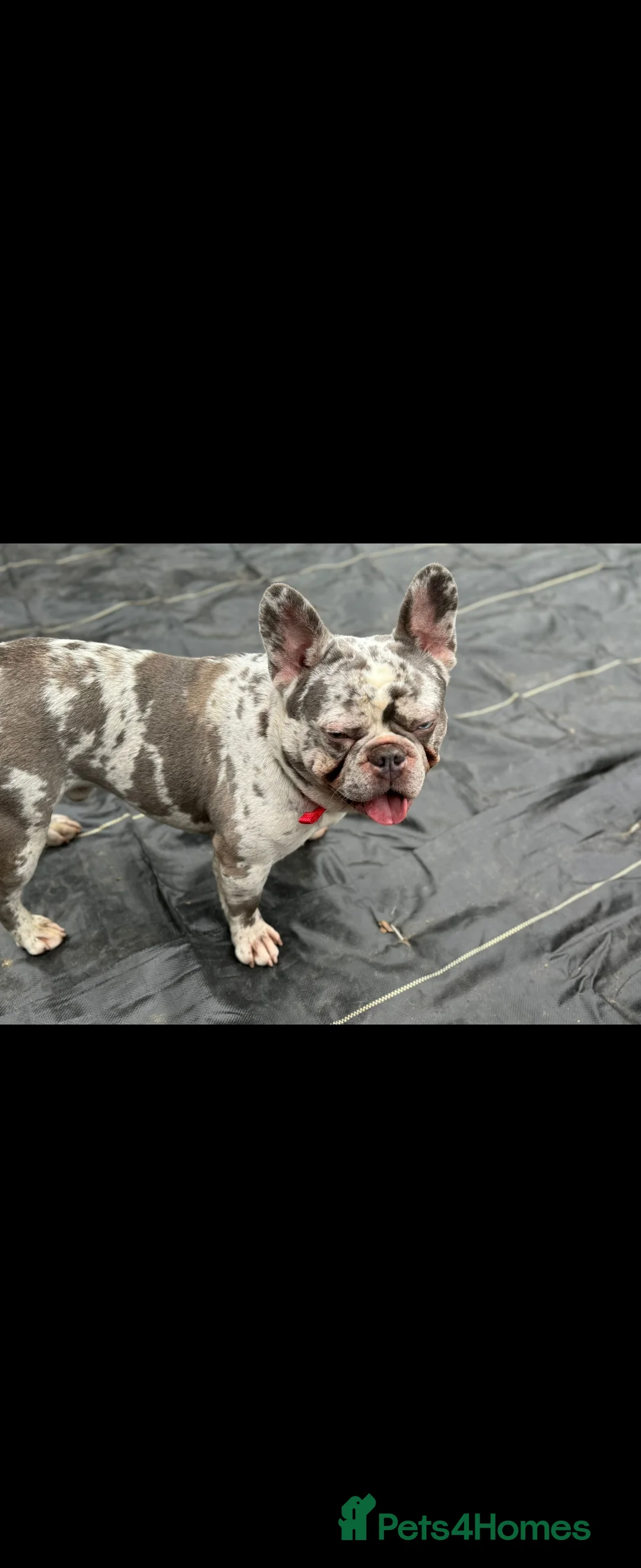 French Bulldog dogs for sale: French Bulldog for sale - Advert 4