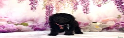 Miniature Poodle dogs for sale: 🌟Stunning Mini Poodles🌟CHAMPION LINES, DNA CLEAR - Advert 4