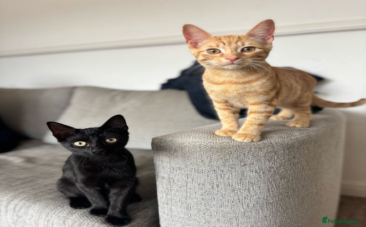 British Longhair cats - Advert 1