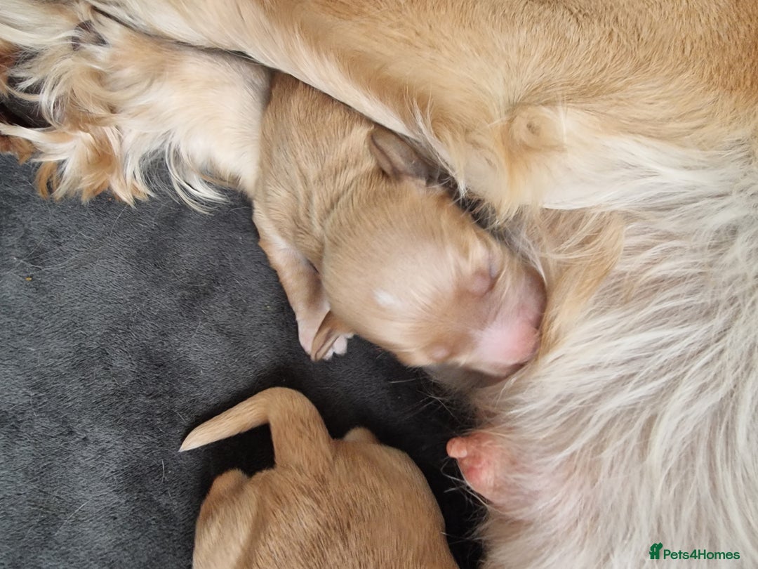 Cocker Spaniel dogs for sale: Working Cocker Spaniel Puppies for Sale - Image 6