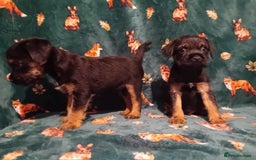Border Terrier dogs for sale: Black and tan chunky border terrier puppys - Image 4