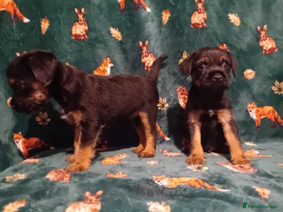 Border Terrier dogs for sale: Black and tan chunky border terrier puppys - Image 4