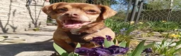 Mixed Breed dogs for adoption: 💙🐶 ALAN – LEFT BEHIND, BUT STILL RUNNING in Burton-on-Trent - Advert 9