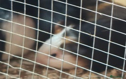 Guinea Pig rodents for sale: Baby guinea pigs - Image 1