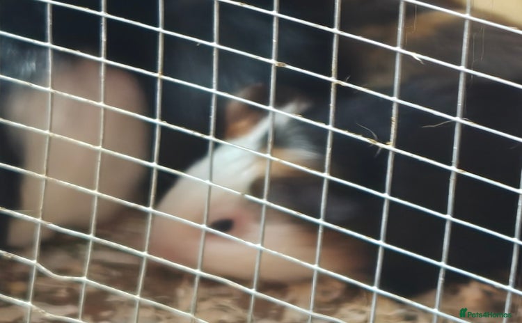 Guinea Pig rodents - Advert 2