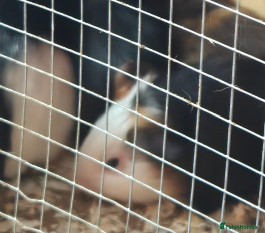 Guinea Pig rodents - Advert 2