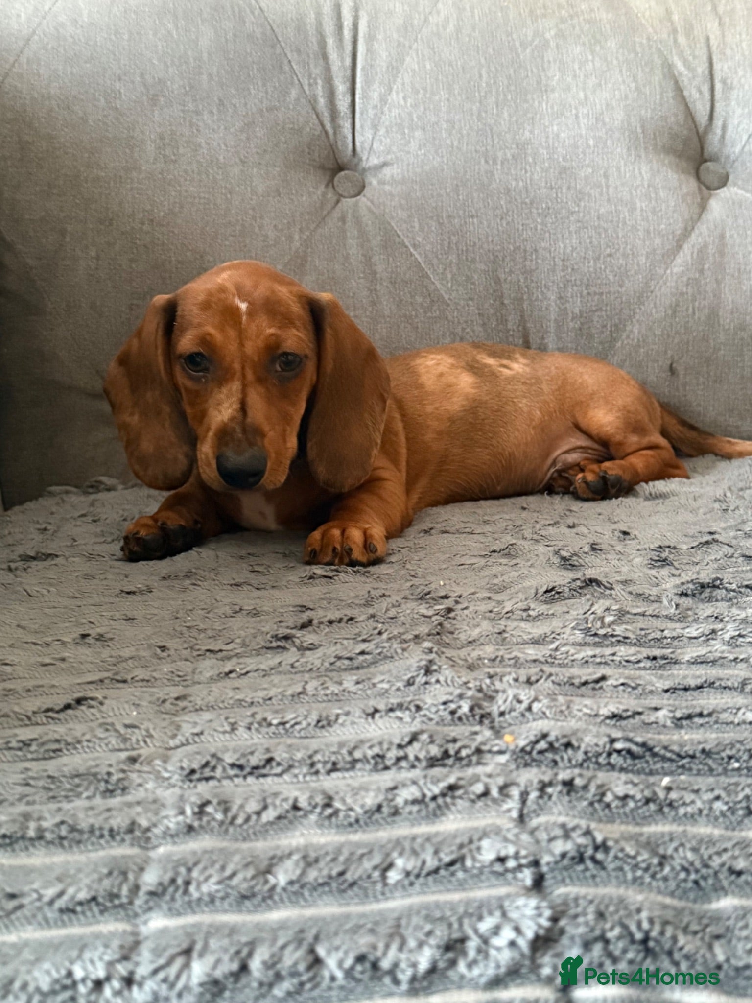 Miniature Dachshund dogs The last pup!   - Advert 16