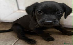 Labrador Retriever dogs for sale: Gorgeous Labrador puppies.  - Image 19