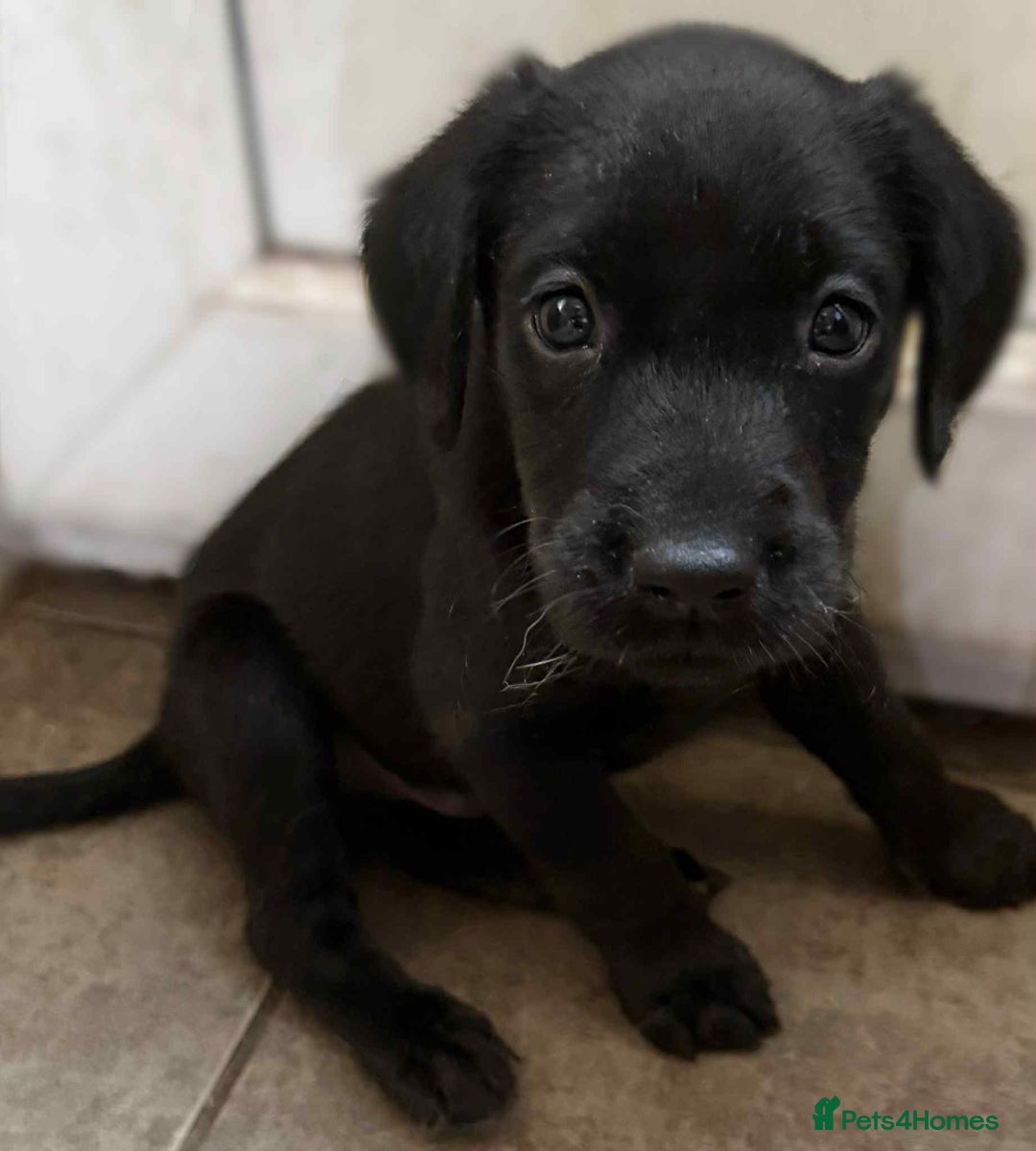 Labrador Retriever dogs for sale: Gorgeous Labrador puppies.  - Image 19