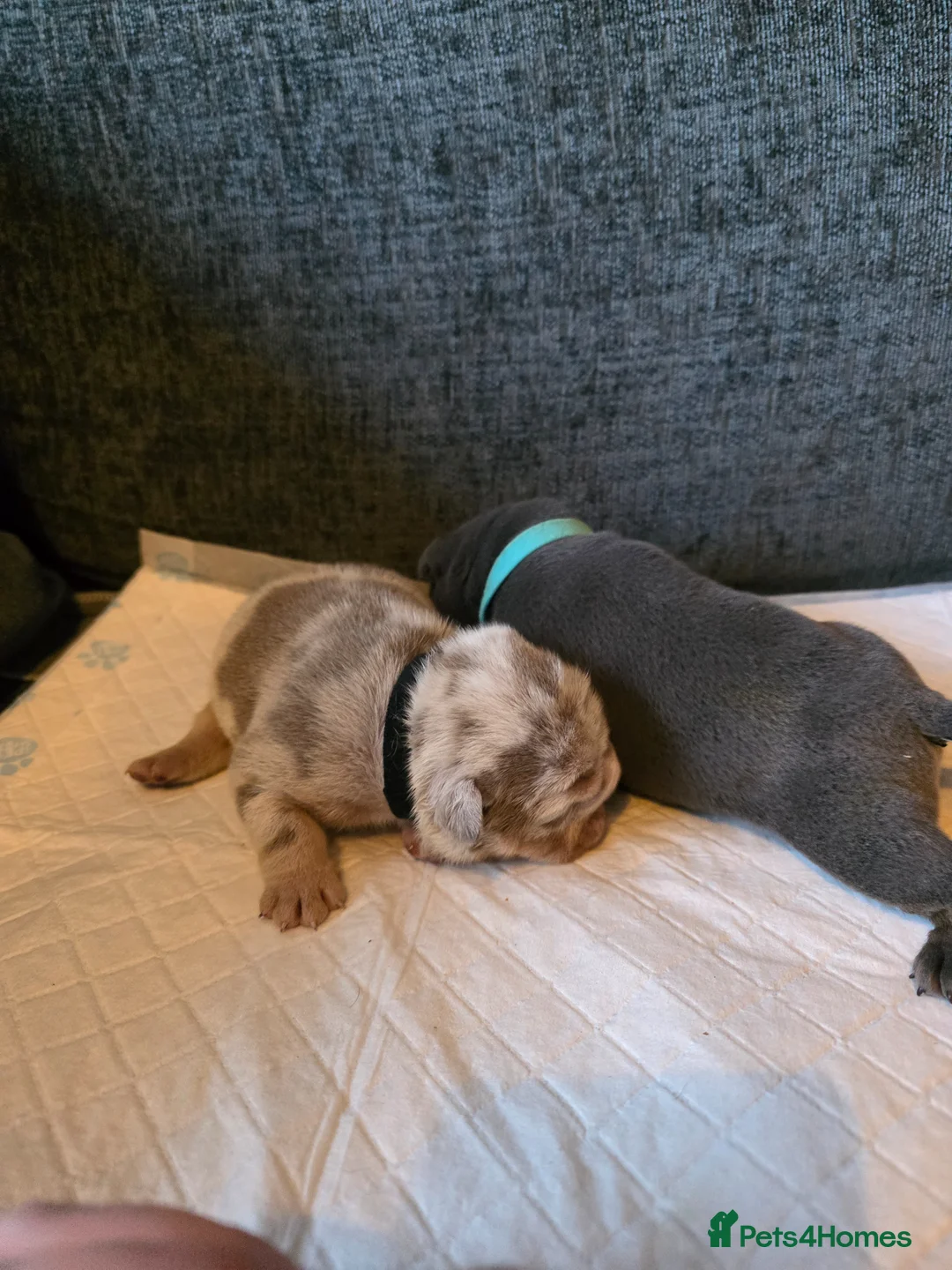 English Bulldog dogs for sale: Kc british bulldog pups - Advert 21