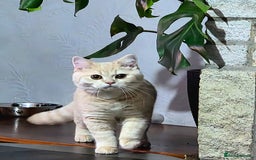 Scottish Fold cats for sale: Rare cream colour - Image 2