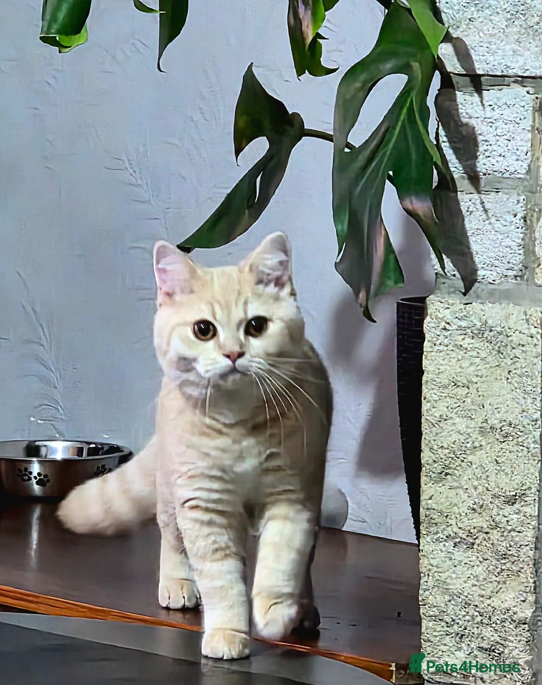 Scottish Fold cats for sale: Rare cream colour - Image 2