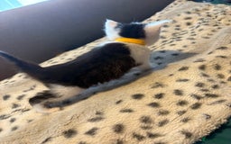 Mixed Breed cats for sale: Kittens for sale  - Image 17