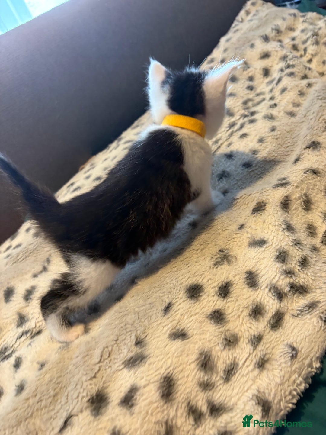 Mixed Breed cats for sale: Kittens for sale  - Image 17