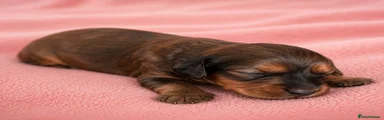 Chocolate and tan Merle girl 