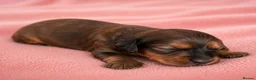 Mixed Breed dogs for sale: Cavapoo x Cocker pups Merle, chocolate, tri, tan - Advert 13