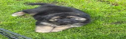 German Shepherd dogs for sale: Long haired Chunky GSD puppies in Downham Market - Advert 5