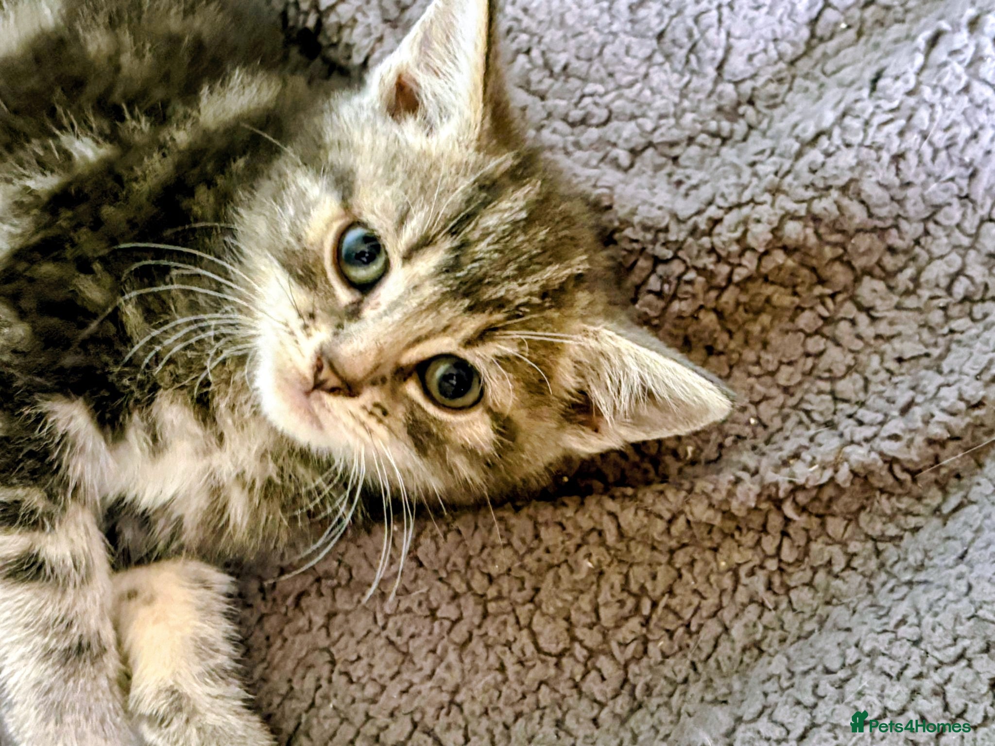 British Shorthair cats for sale: Kittens Ready Now  - Advert 5