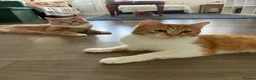 Mixed Breed cats for sale: 2 ginger brothers  - Advert 4