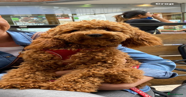 Cockapoo dogs - Advert 16