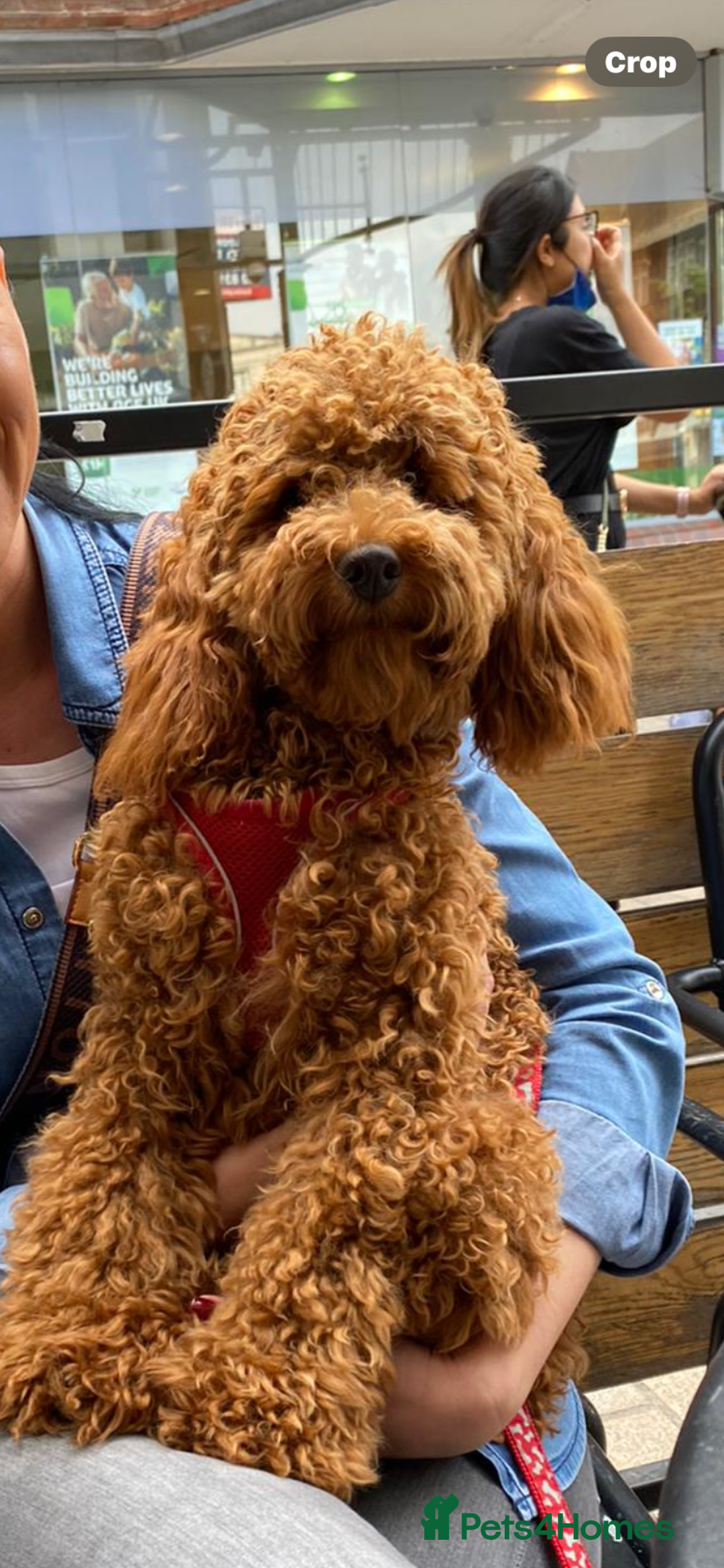 Cockapoo dogs for sale:  Perfect Cockapoo Puppies  🐶  - Image 4