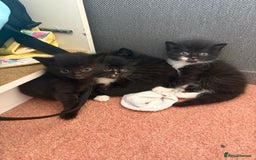 Domestic Shorthair cats for sale: Baby house cat kittens  - Image 9
