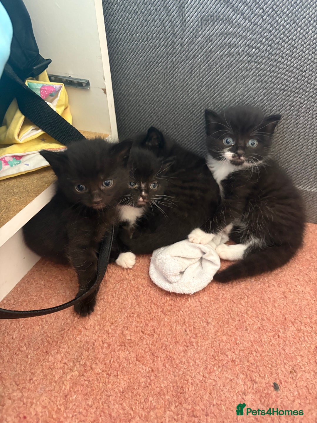 Domestic Shorthair cats for sale: Baby house cat kittens  - Image 9