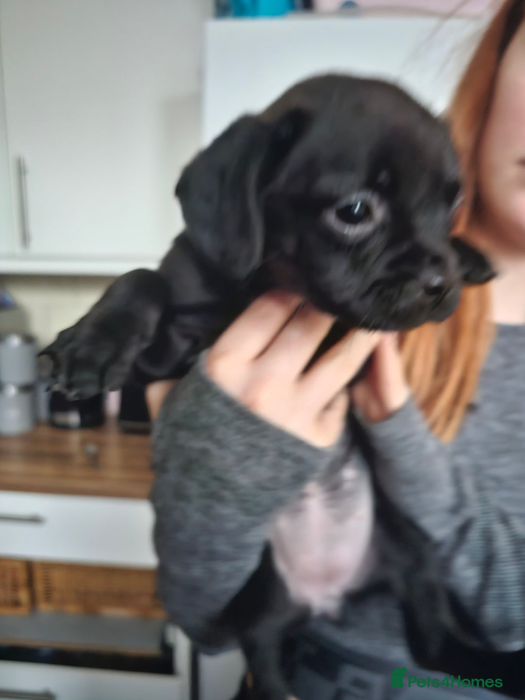 Mixed Breed dogs for sale: Staffy cross puppies  - Advert 13