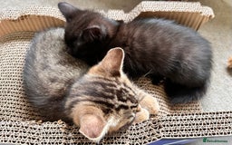 Mixed Breed cats for sale: Amiable bengal&tabby mix kittens: price reduced - Image 14