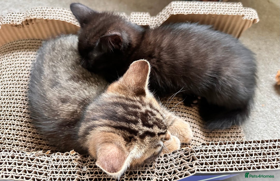 Mixed Breed cats for sale: Amiable bengal&tabby mix kittens: price reduced - Image 14