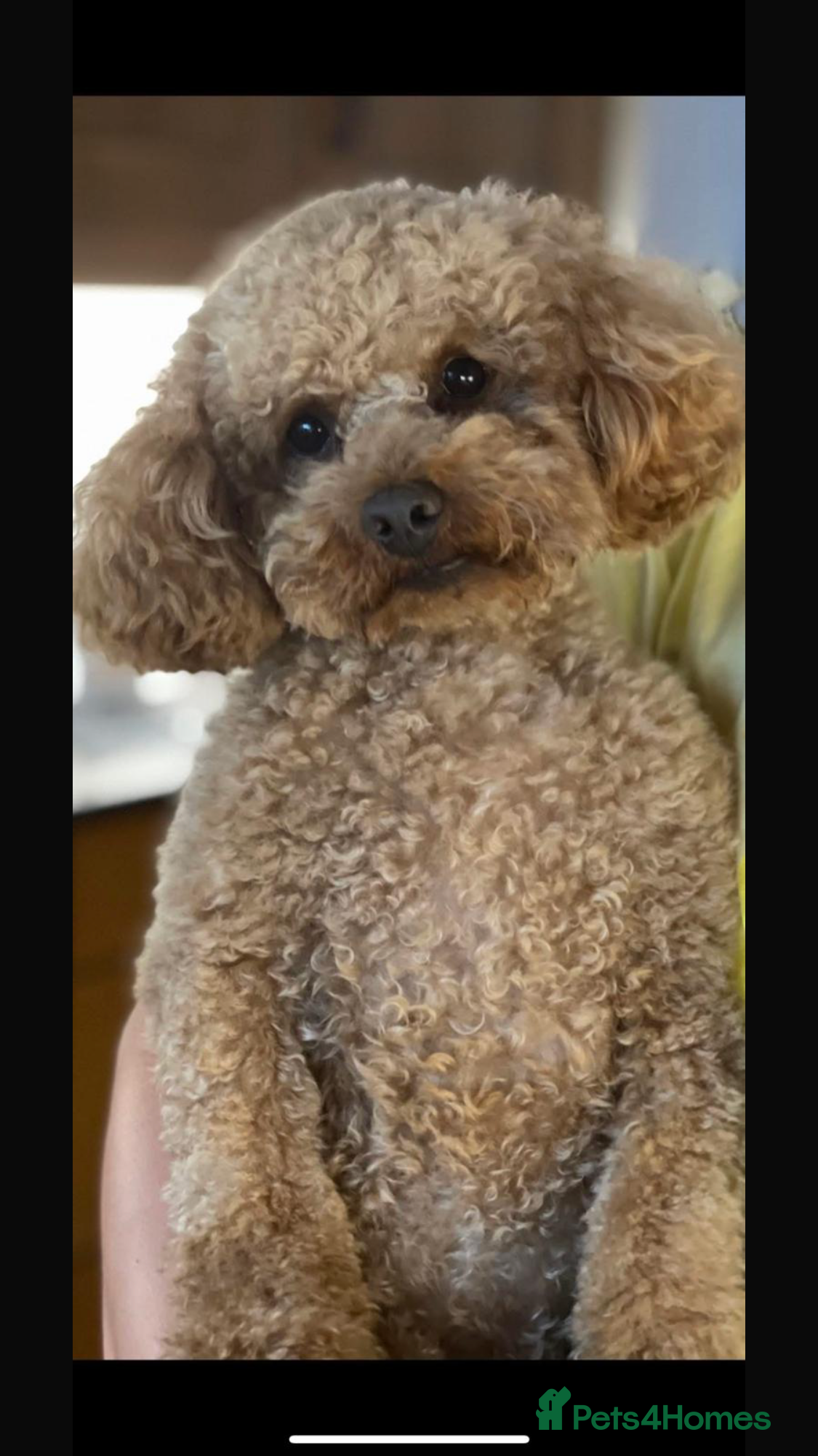 Toy Poodle dogs Proven Toy Poodle For Stud - Advert 8