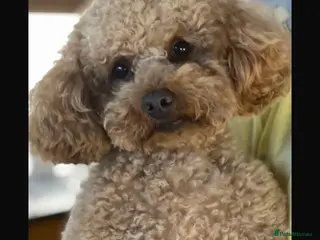 Toy Poodle dogs Proven Toy Poodle For Stud - Advert 8