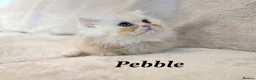 Persian cats for sale: **Last One** beautiful Persian kittens - Advert 18