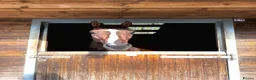 English Thoroughbred horses for sale: Beautiful ex racer  in Tidworth - Advert 6