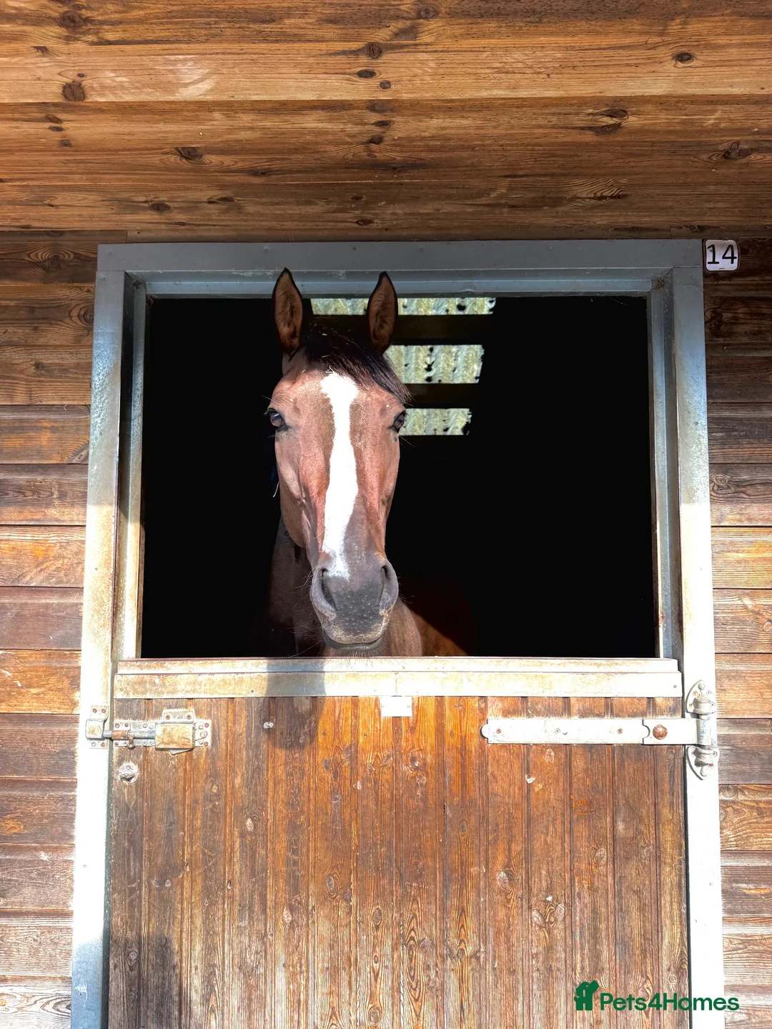 English Thoroughbred horses for sale: Beautiful ex racer  in Tidworth - Advert 6